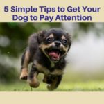 This image contains a pic of cute dog running